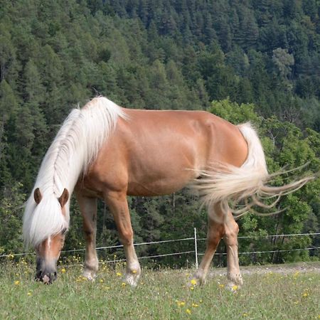 فيلا Haflingerhof Luef Bad Schönau المظهر الخارجي الصورة