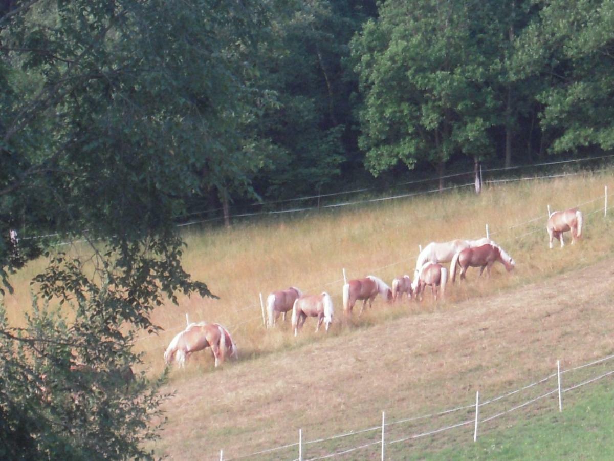 فيلا Haflingerhof Luef Bad Schönau المظهر الخارجي الصورة